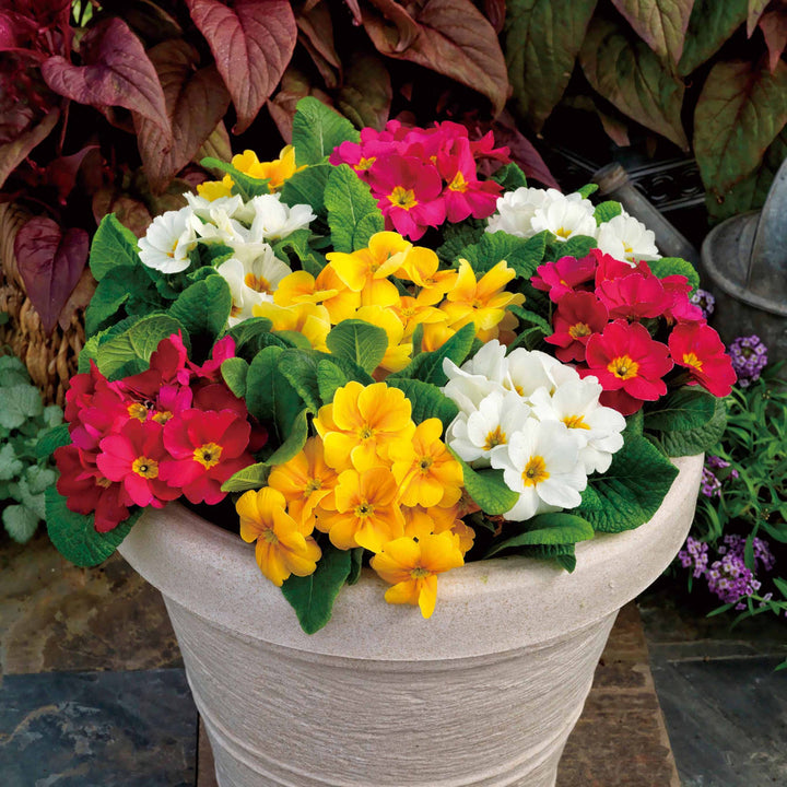 Primrose Primula flower seeds