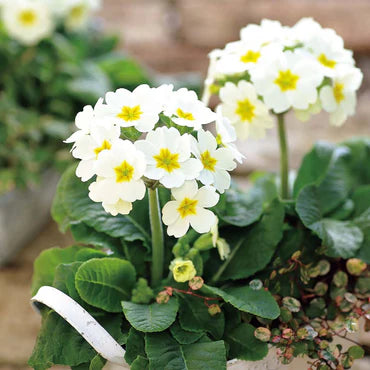 Green White flower seeds
