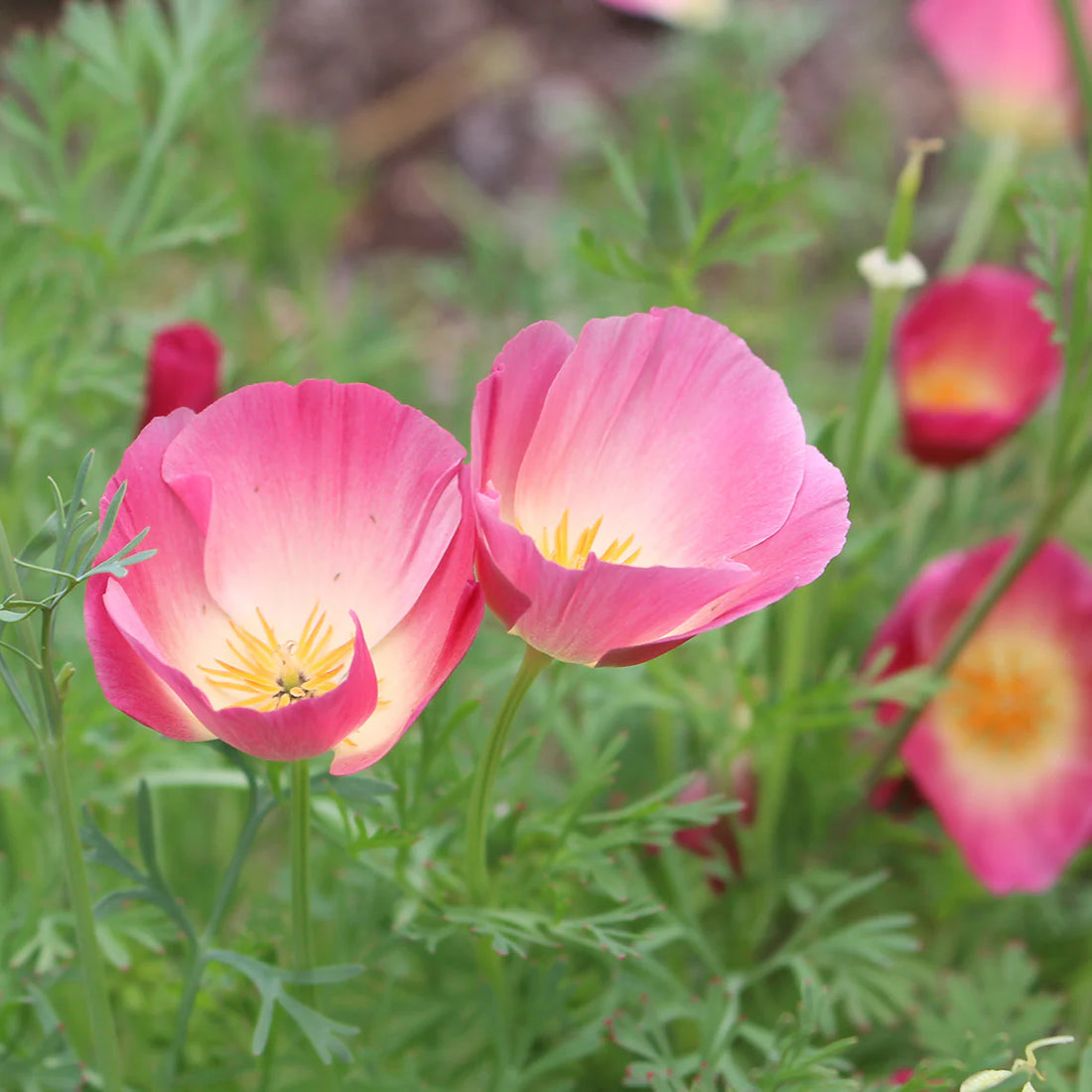 California Purple flower seeds