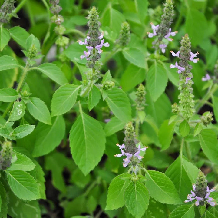 Tulsi Plant Growing in Sunny Garden Container