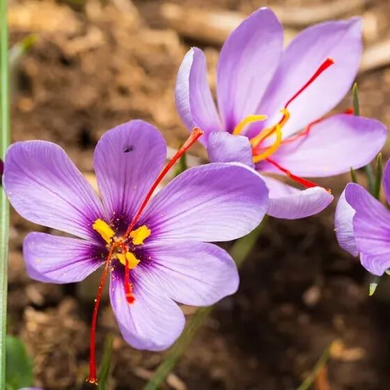 Bright Autumn Crocus plant
