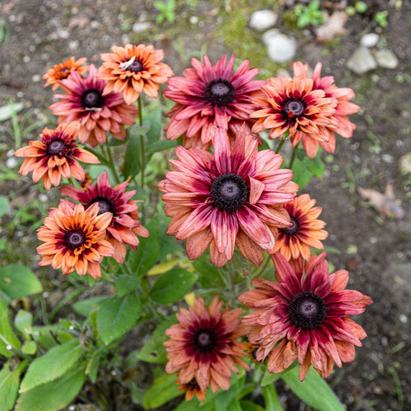 Rudbeckia Sahara flower seeds
