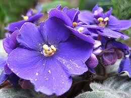 Saintpaulia Flowers in Shaded Indoor Garden
