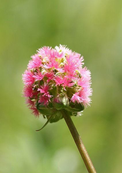 Salad Burnet Herb Seeds for Planting – Heirloom Non-GMO Garden Seeds