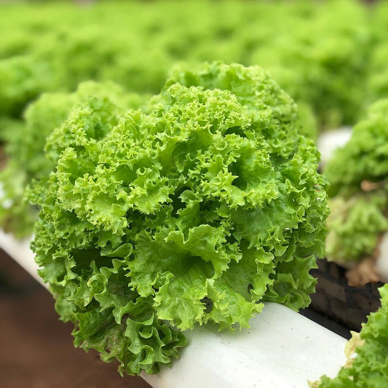 Mixed Salad Greens Seeds for Planting – Heirloom Non-GMO Garden Seeds