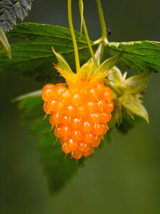 Salmonberry Fruit Seeds for Planting – Heirloom Non-GMO Garden Seeds
