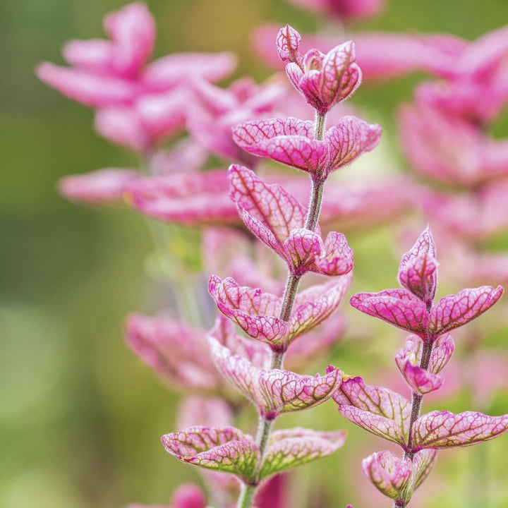 Pink Sundae Clary Sage Flower Seeds for Planting – Heirloom Non-GMO Garden Seeds