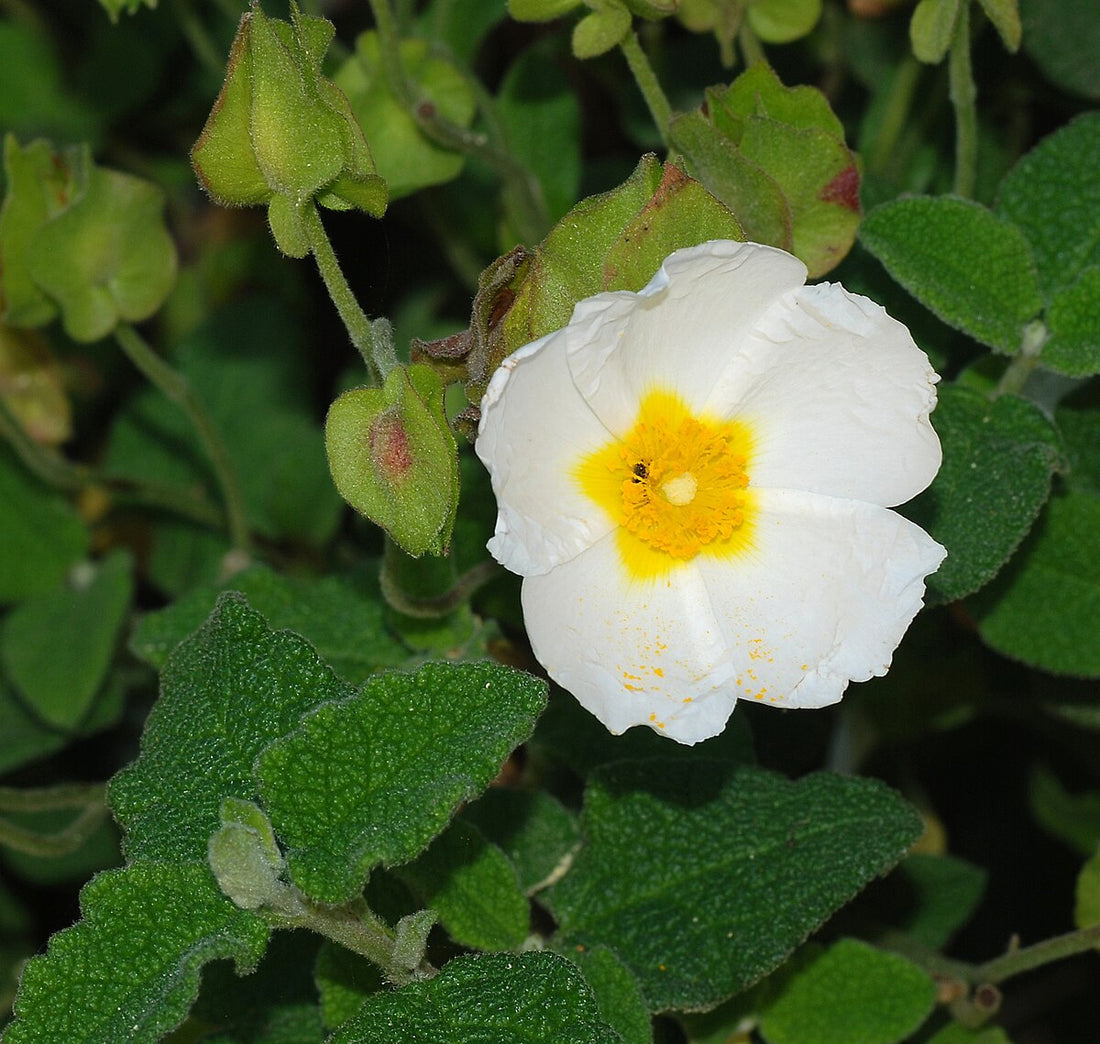 Cream Yellow flower seeds