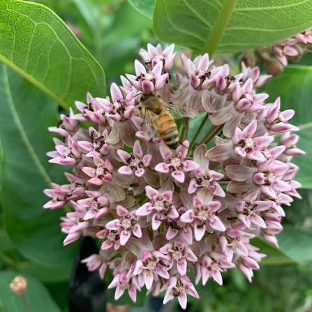 Sand Milkweed Growing in Native Pollinator Garden