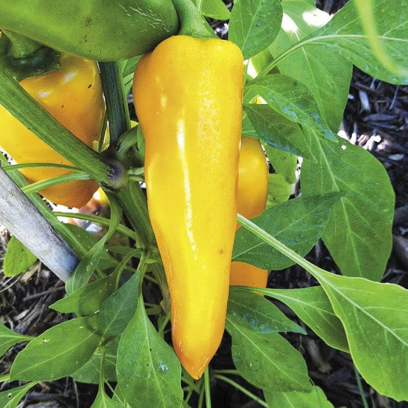 Santa Fe Grande Pepper Seeds for Planting – Heirloom Non-GMO Garden Seeds