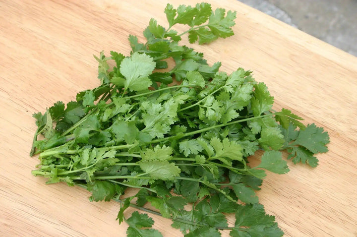 Santo cilantro vegetable seeds for planting with deep green aromatic leaves