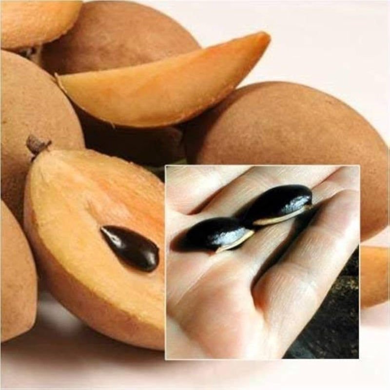 Sapodilla Manilkara zapota Fruit Seeds for Planting – Heirloom Tropical Fruit Seeds