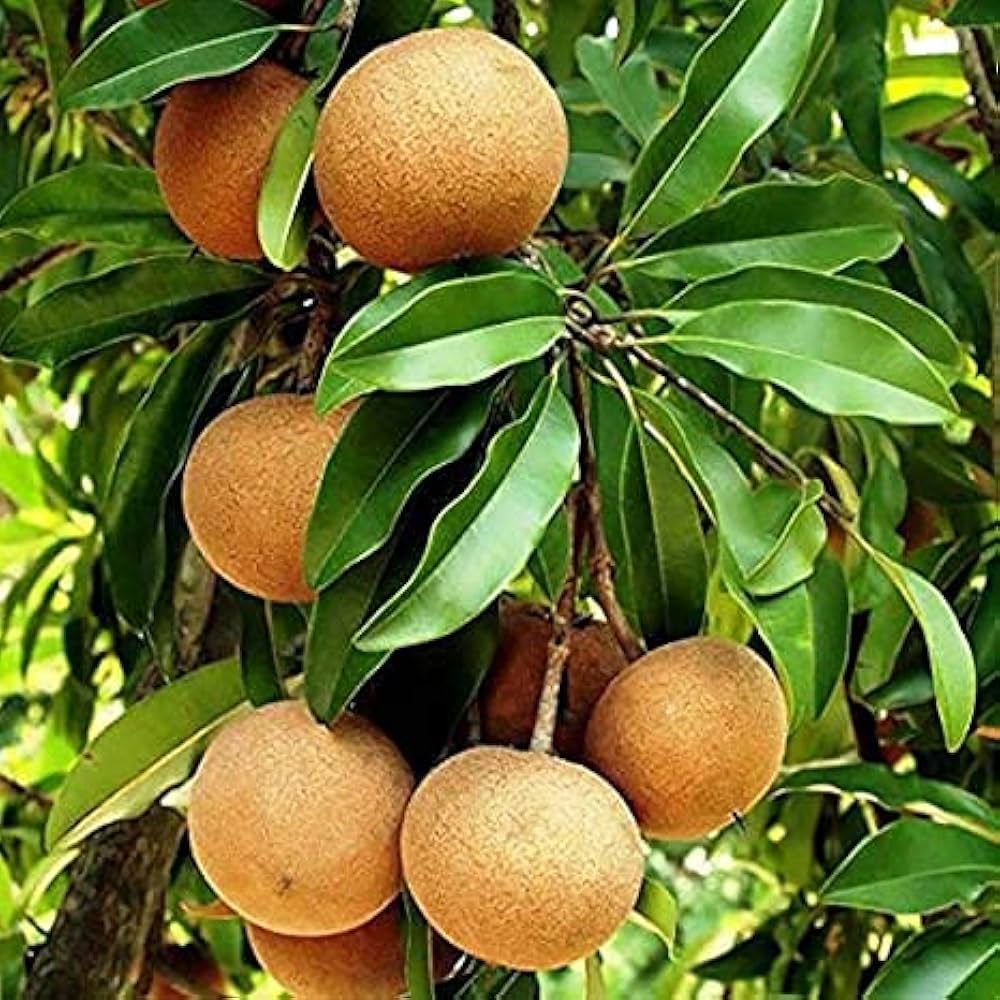 sapota seeds