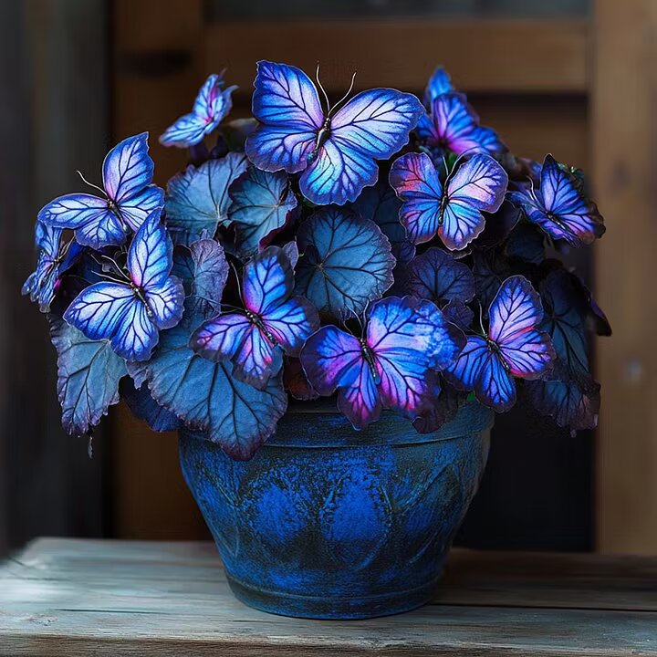 Sapphires Moonlight Butterfly Begonia ornamental plant with decorative patterned foliage displayed in a bright indoor garden setting.