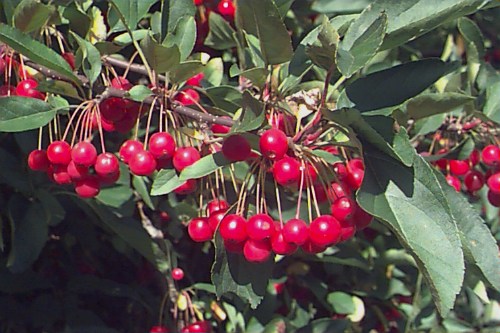 Sargent's Crabapple Malus sargentii Fruit Seeds for Planting – Heirloom Non-GMO Garden Seeds