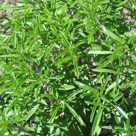 Savory Herb Flowers on Green Foliage