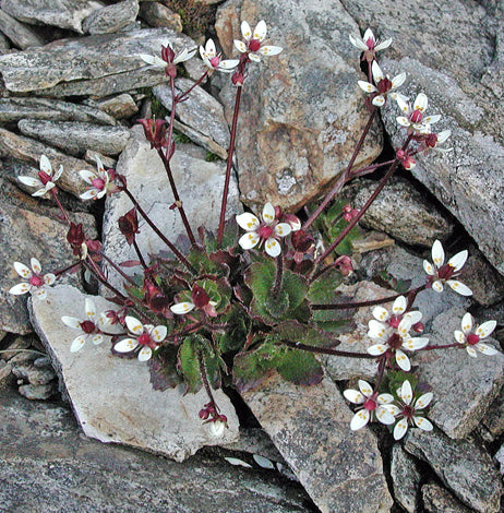 Saxifraga Stellaris Flower Seeds – Starry Saxifrage Alpine Garden Seeds