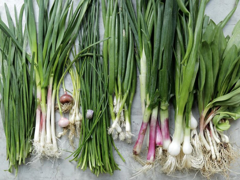 Scallions seeds for planting and growing fresh green onions