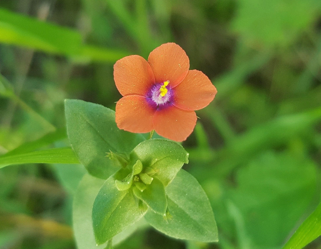 Pimpernel Anagallis flower seeds