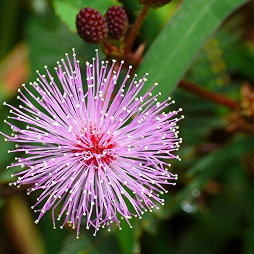 Schrankia Uncinata flower seeds