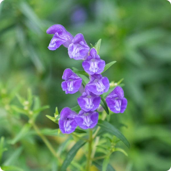 Scullcap Herb Seeds for Planting – Heirloom Non-GMO Garden Seeds