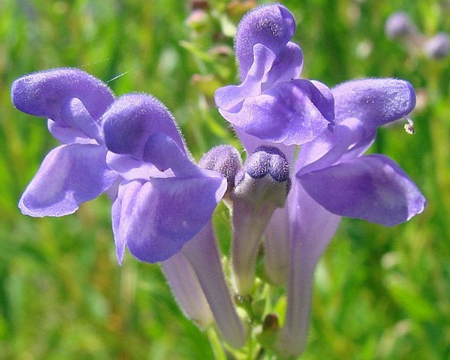 Skullcap Scutellaria Baicalensis plant