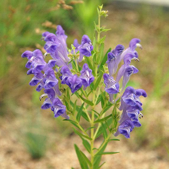 Skullcap Scutellaria Baicalensis plant