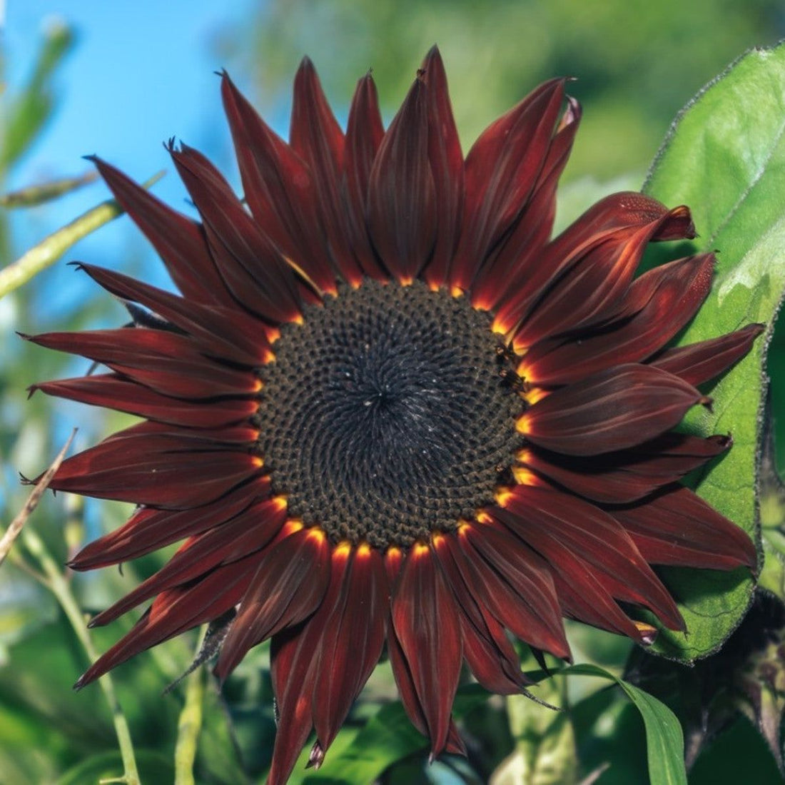 Burgundy Sunflower flower seeds