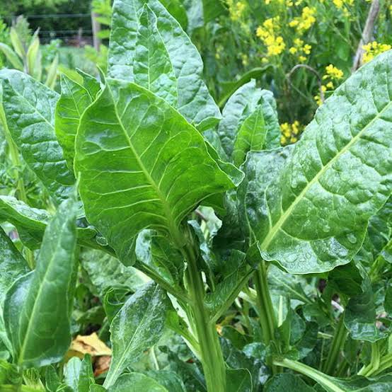 Sea beet wild spinach plant with lush green edible leaves growing in a garden, showcasing its attractive foliage and suitability for home vegetable gardens.
