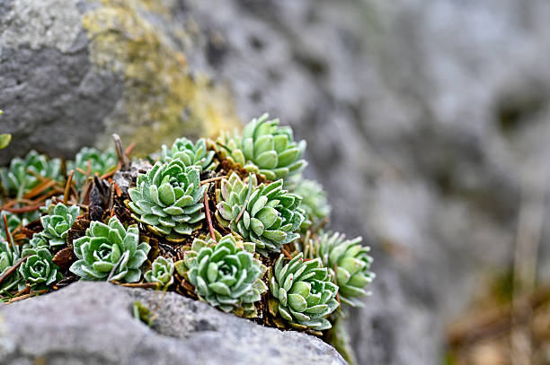 Green Sedum Montanum succulent plant grown from seeds with green foliage and delicate yellow flowers