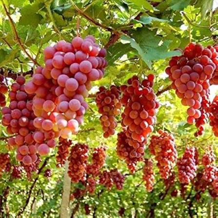 Seedless Grape Fruit Seeds for Planting – Grape Garden Seeds