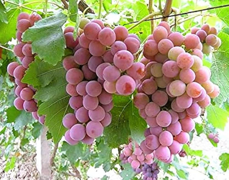 Seedless Grape Fruit Seeds for Planting – Grape Garden Seeds