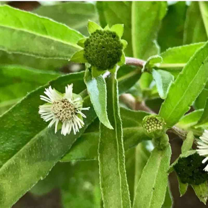 Bhringraj flower seeds