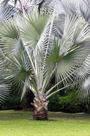 Silver Saw Palmetto Serenoa repens Tree Seeds for Planting – Heirloom Non-GMO Garden Seeds
