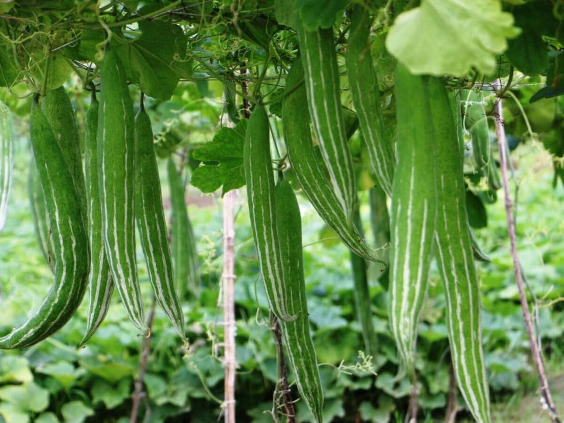 Serpent Gourd Seeds