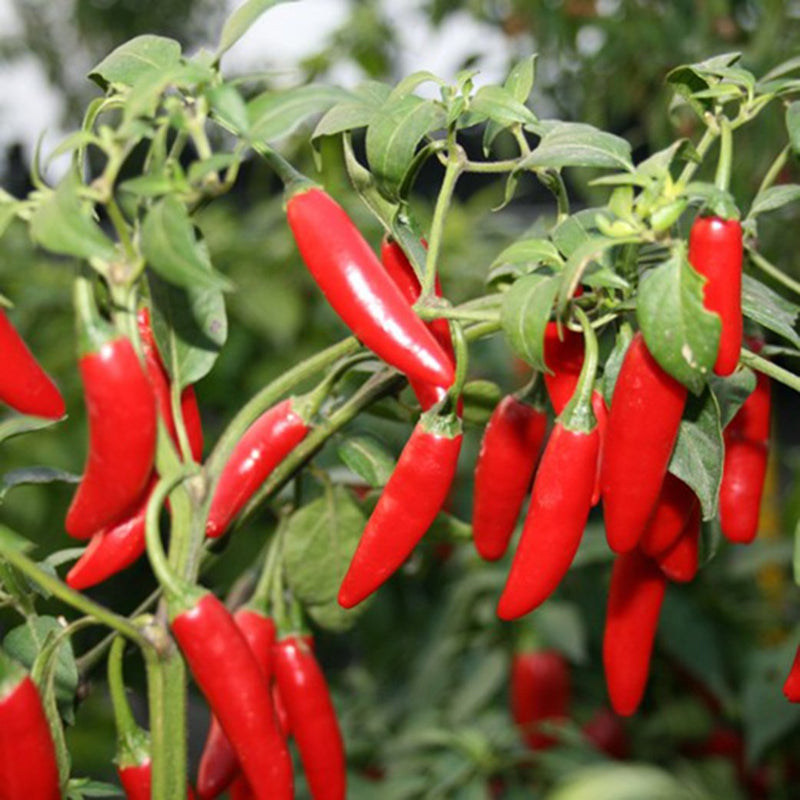 Serrano Pepper Seeds for Planting – Heirloom Non-GMO Garden Seeds