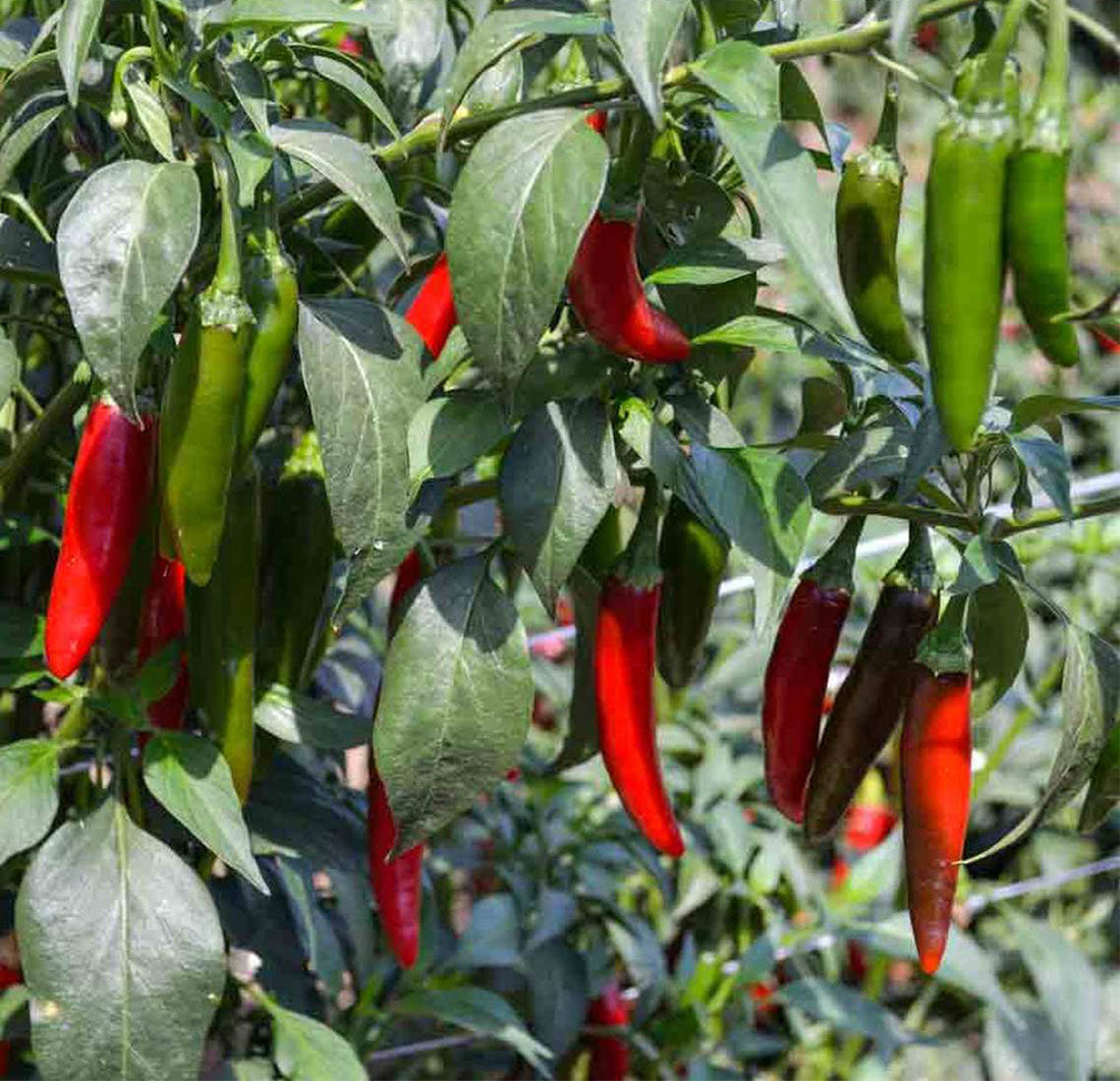 Serrano Pepper Seeds