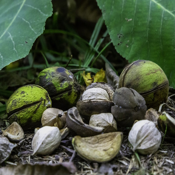 shagbark hickory seeds