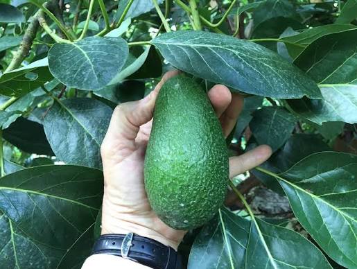 Fresh Sharwil avocado fruit with green skin and creamy flesh, showcasing the fruit variety for home garden growing.