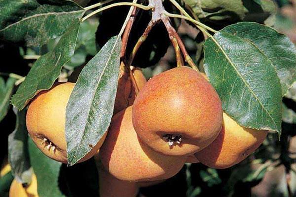 Shipova fruit tree featuring green foliage, delicate white spring blossoms, and unusual yellowish pear-shaped fruits growing among the leaves.