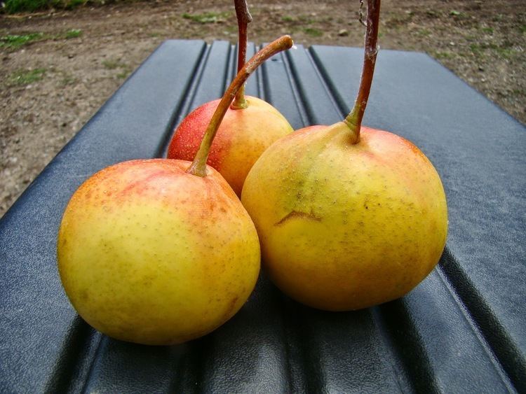 Shipova fruit tree featuring green foliage, delicate white spring blossoms, and unusual yellowish pear-shaped fruits growing among the leaves.