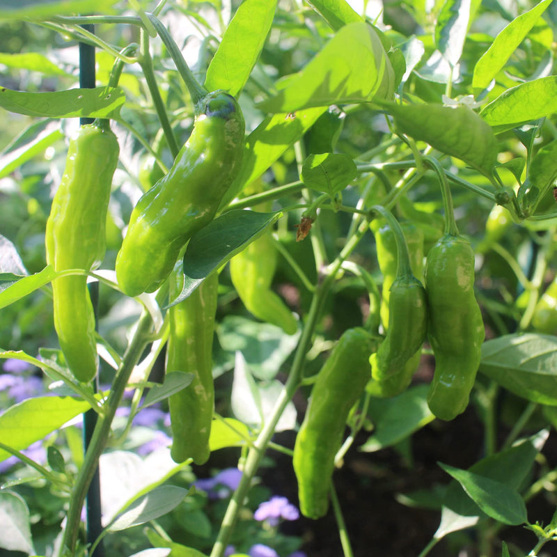 Shishito Pepper Seeds for Planting – Heirloom Non-GMO Garden Seeds