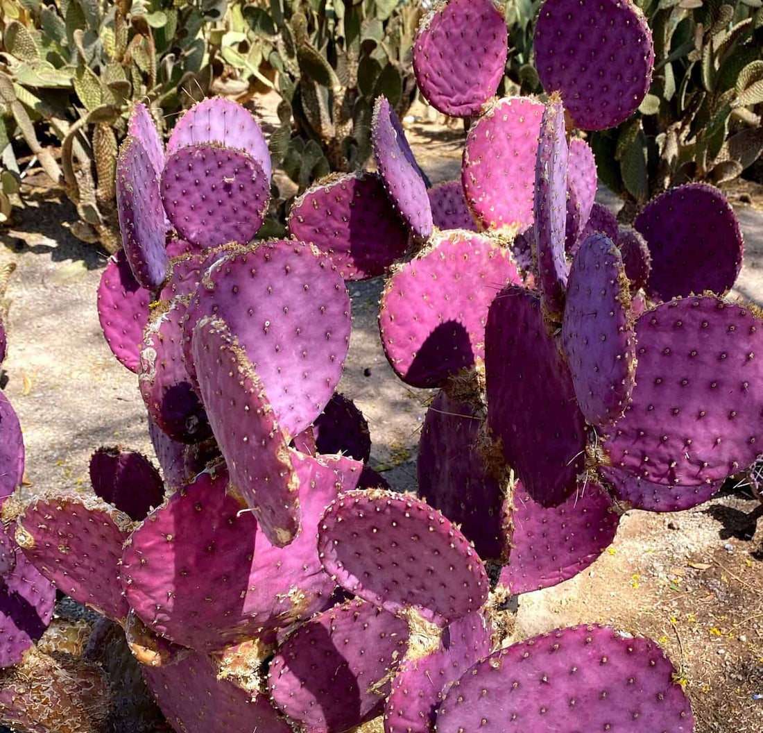 purple opuntia seeds