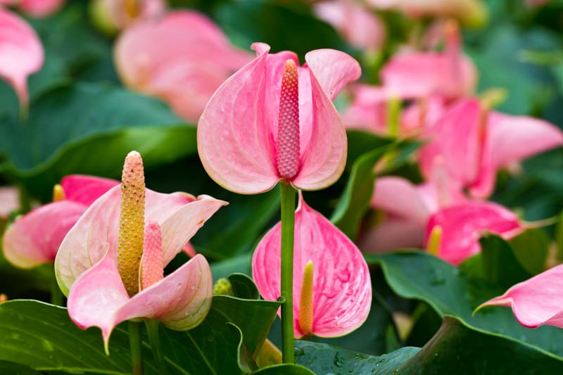 Pale Pink flower seeds