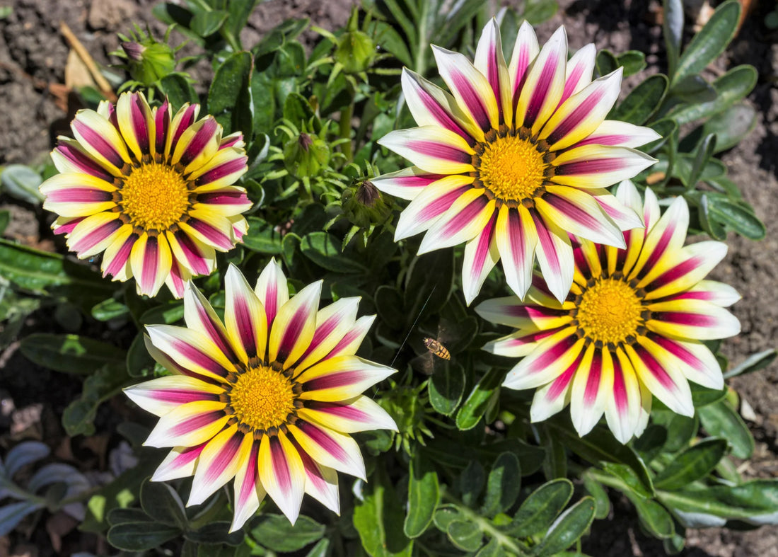 White Orange flower seeds