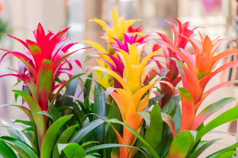 Mixed Bromeliad Flower Seeds for Planting – Heirloom Non-GMO Garden Seeds