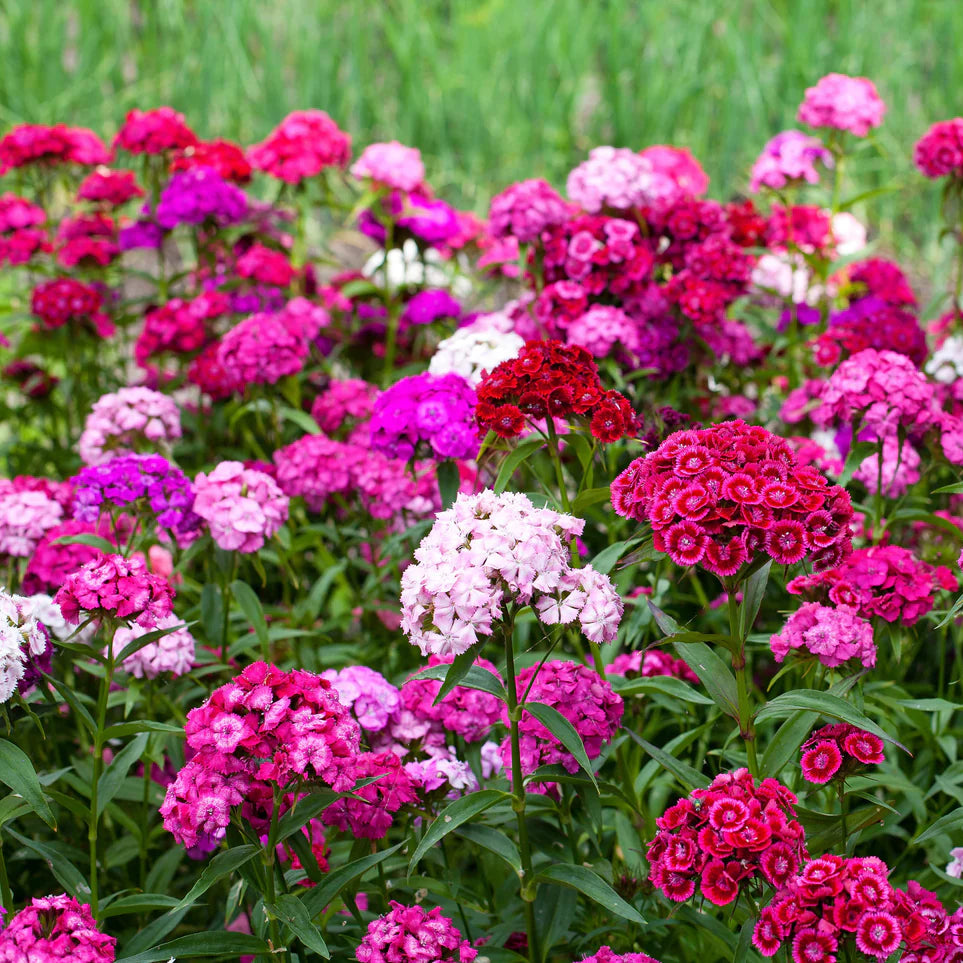 Barbatus flower seeds