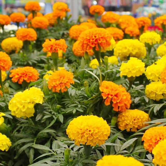 African Mix Marigold plant