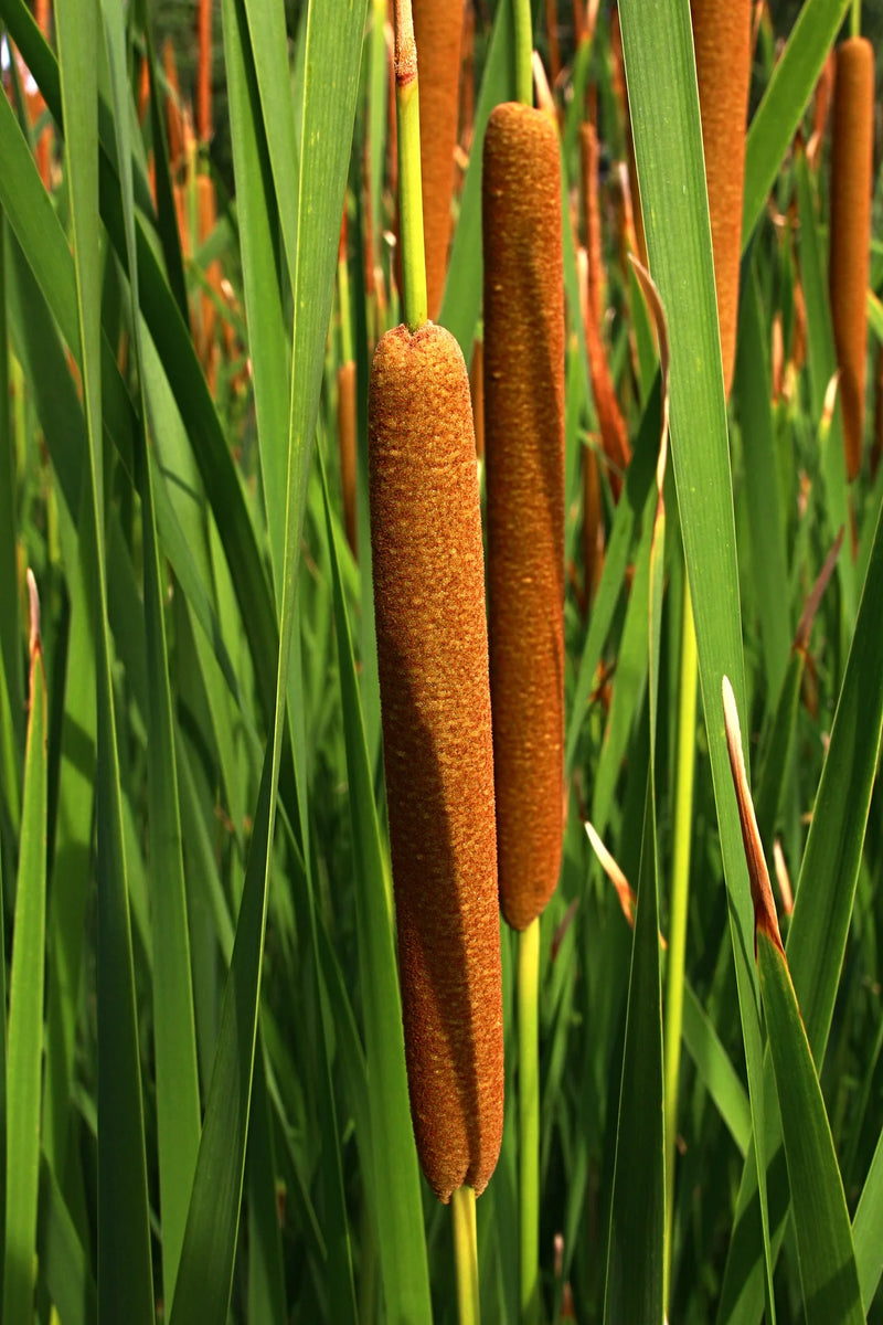 Cattail Flower Seeds for Planting – Heirloom Non-GMO Garden Seeds