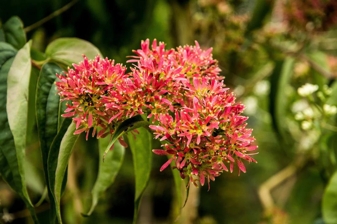 Heptacodium Miconioides flower seeds